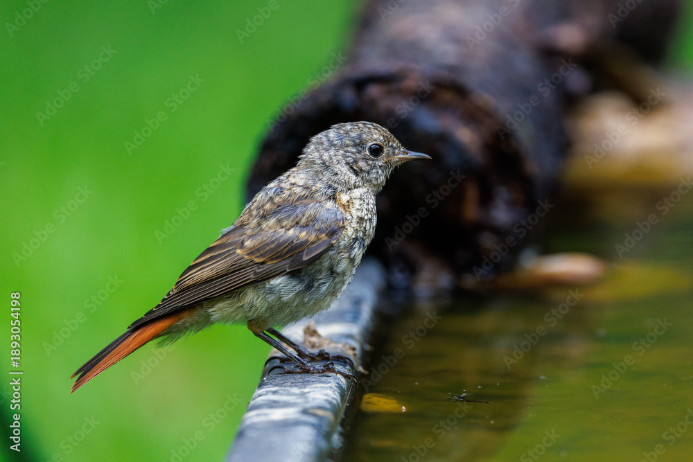 Obraz premium Gartenrotschwanz (Phoenicurus phoenicurus) Jungvogel