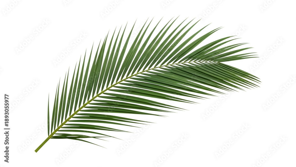 Fototapeta premium Tropical Palm Leaf Frond On Isolated Transparent Background