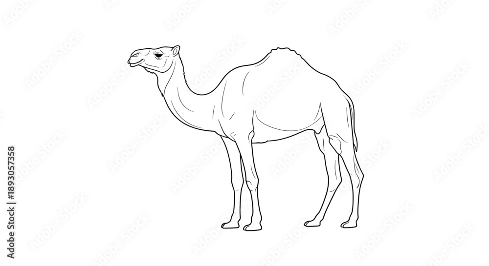 Fototapeta premium Line drawing of camel standing facing left with fabric cover