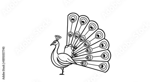 Black white line drawing peacock with colorful fan tail feathers