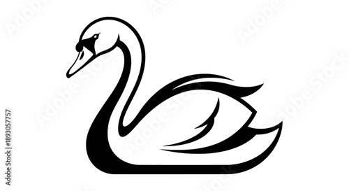 Graceful black and white swan with spread wings preparing for flight