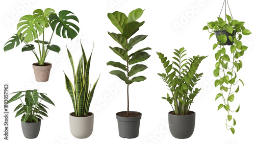 Indoor Houseplants In Modern Pots Set With Plant Stand On Isolated Transparent Background
