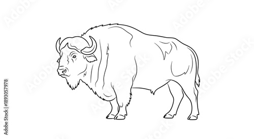 Majestic bison standing alert with shaggy fur and curved horns
