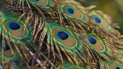 Close-up of Vibrant Peacock Feathers Displaying Intricate Patterns and Colors.
