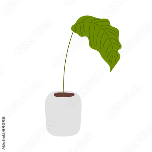 Breeding of domestic plants. Plant in white pot. Home Plant with stem and a single green leaf. Flat vector iillustration.