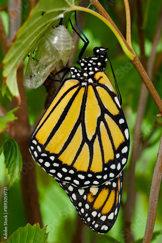 Fényképezés Monarch Butterfly, Danaus plexippus, and sheel of its chrysalis