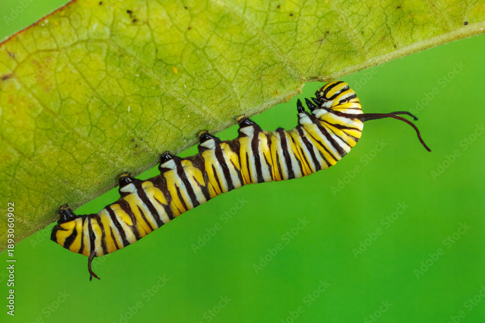 Fototapeta premium Monarch Butterfly, Danaus plexippus, Caterpillar.