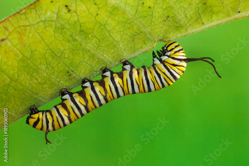 Photos Monarch Butterfly, Danaus plexippus, Caterpillar.