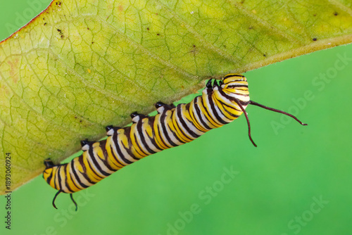Monarch Butterfly, Danaus plexippus, caterpiullar
