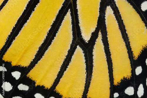Monarch butterfly, Danaus plexippus, wing and scales.
