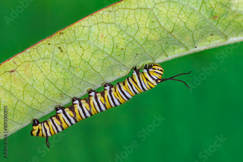 Foto Monarch butterfly, Danaus plexippes, caterpillar.