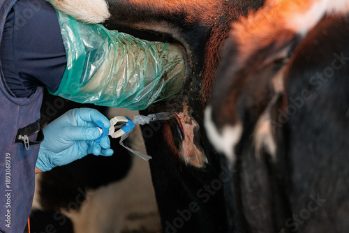 Принти на полотні Veterinarian inseminator uses artificial insemination on cow, injection syringe