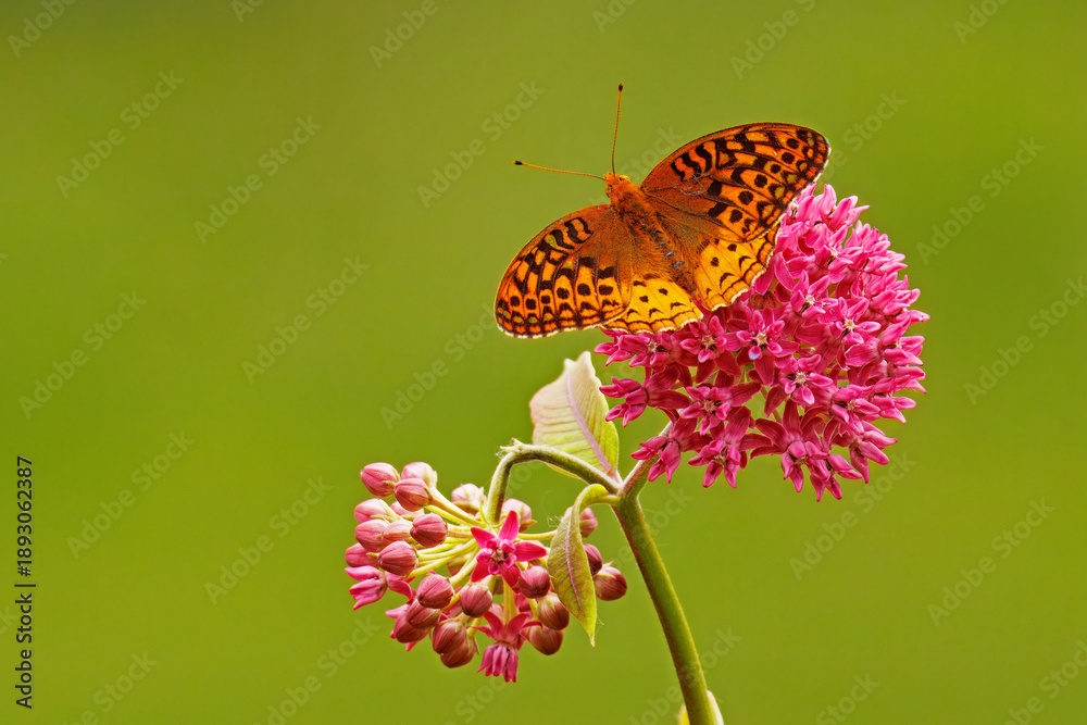 Obraz premium Great Spangled Fritillary Butterfly, Speyeria cybele, on Purple Milkweed, Asclepias purpurascens.