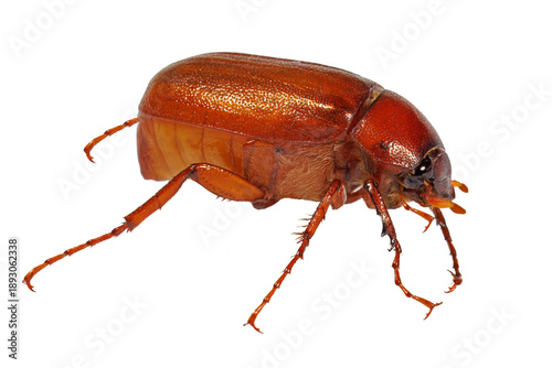 Bild auf Leinwand Brown June Beetle, Phyllophaga species undetermined, on white background