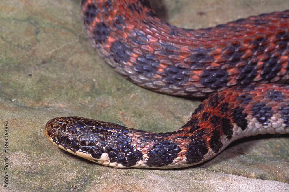 Obraz premium A Kirtland's snake, Clonophis kirtlandii.