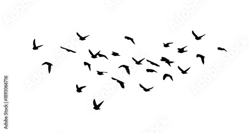 Flying birds silhouette flock. hand drawing. Not AI. Vector illustration