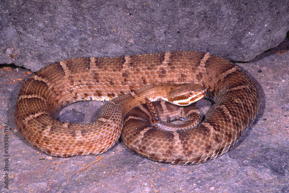 Obraz premium Arizona ridgenosed rattlesnake, Crotalus willardi willardi