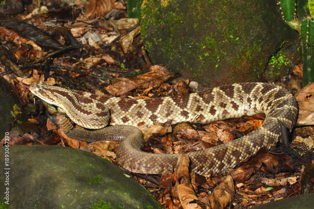 Fototapeta premium Central American rattlesnake, Crotalus simus
