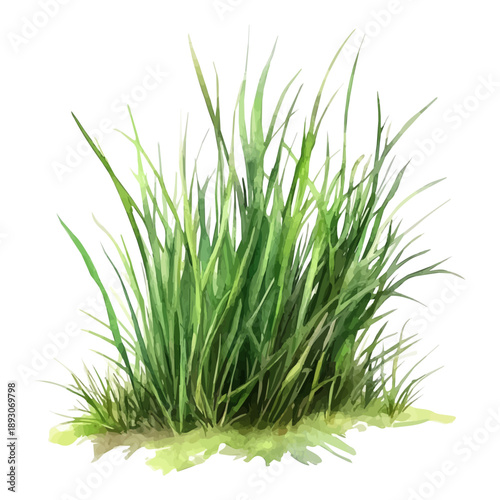 Fresh Green Grass Growing, colorful watercolor painting with bold outlines, isolated on a white background.
