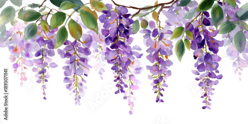 Pastel Watercolor Wisteria Hanging Gracefully on White Background – Serene Botanical Art for Design Projects