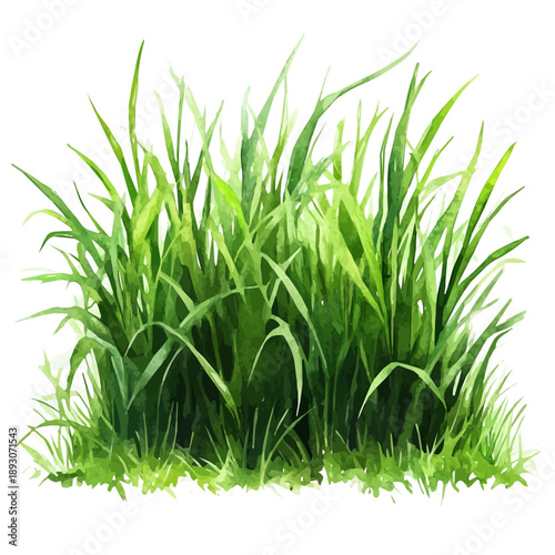 watercolor of Freshly Grown Grass draw illustration, isolated on a white background.