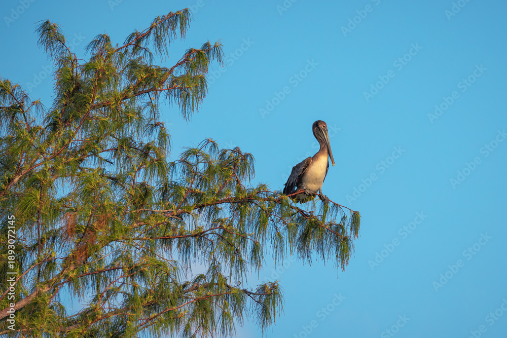 Fototapeta premium Pelican Perched on Tree Branch Under Clear Blue Sky