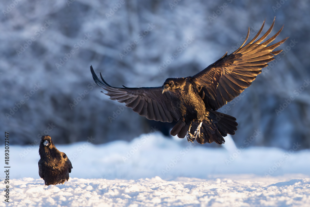 Obraz premium Black Raven In Flight Over Snowy Mountains