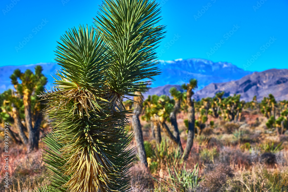 Obraz premium Joshua Tree Close Up with Mountain Desert Landscape Nevada Wilderness