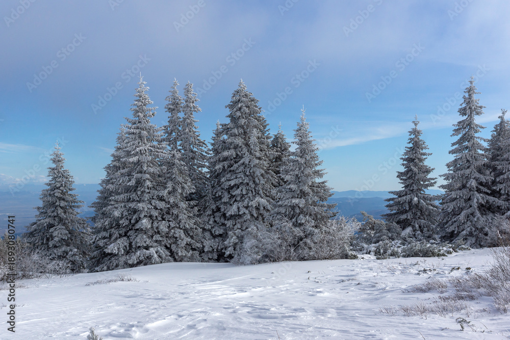 Obraz premium Winter Landscape of Vitosha Mountain, Bulgaria
