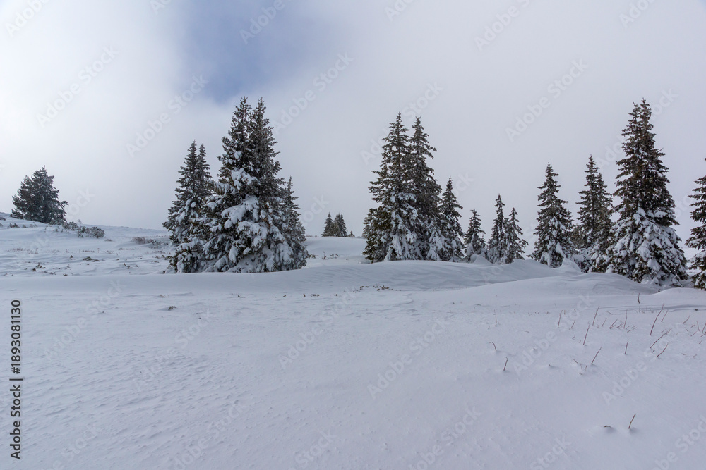 Obraz premium Winter Landscape of Vitosha Mountain, Bulgaria