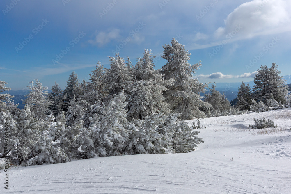 Obraz premium Winter Landscape of Vitosha Mountain, Bulgaria