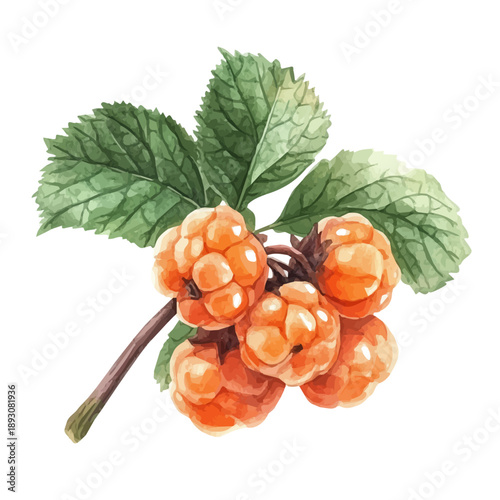 watercolor of Cloudberry draw graphic, isolated on a white background.