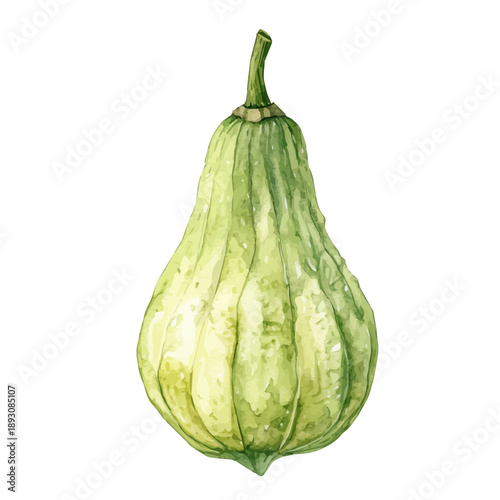 Chayote, watercolor vector depicting playful antics, isolated on a white background.
