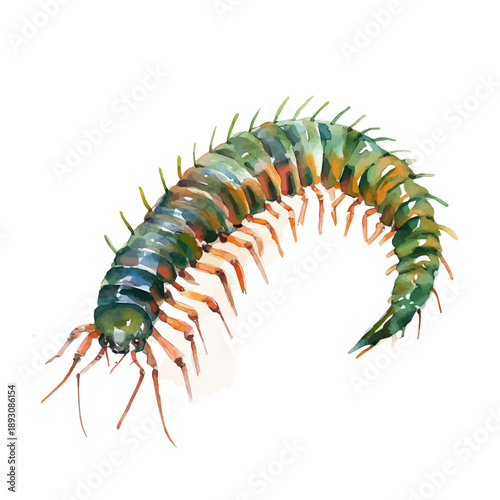 watercolor of Centipede painting, isolated on a white background.