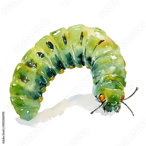 Caterpillar, watercolor clipart showing delicate textures and whimsical forms, isolated on a white background.