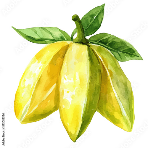 Photos watercolor of Carambola Starfruit painting, isolated on a white background