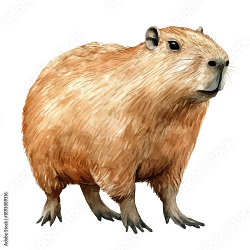 Capybara, watercolor vector depicting playful antics, isolated on a white background.