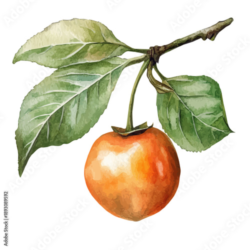 Capulin Cherry, watercolor illustration featuring soft shadows and luminous, isolated on a white background.