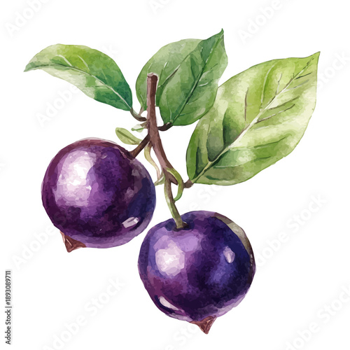 Caperberry, watercolor illustration featuring soft shadows and luminous, isolated on a white background.