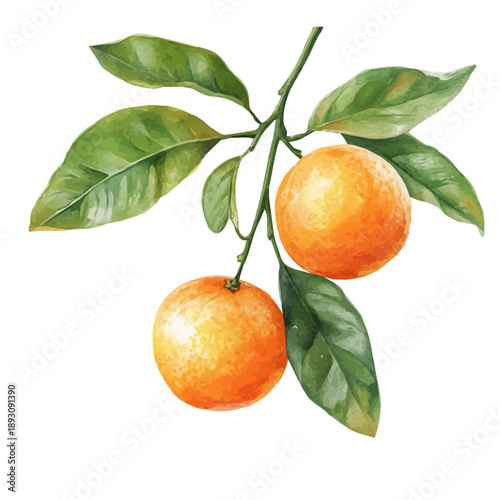 Calamondin, watercolor clipart showing delicate textures and whimsical forms, isolated on a white background.