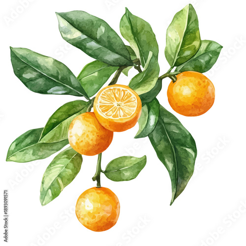 Tableau sur toile Calamondin, watercolor vector depicting playful antics, isolated on a white background