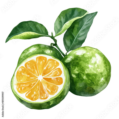 Tableau sur toile Calamansi, watercolor clipart showing delicate textures and whimsical forms, isolated on a white background