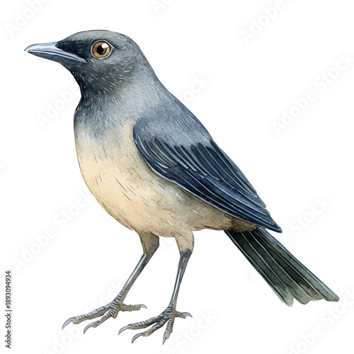 Bowerbird, watercolor artwork with intricate patterns and vibrant, isolated on a white background.