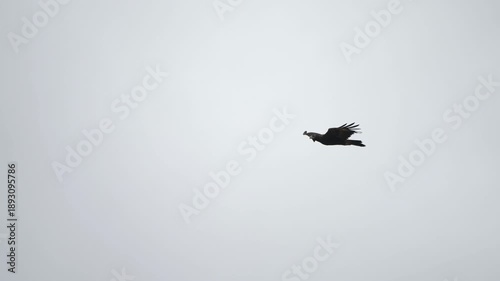 Solitary Wedge Tailed eagle moves gracefully against grey overcast sky