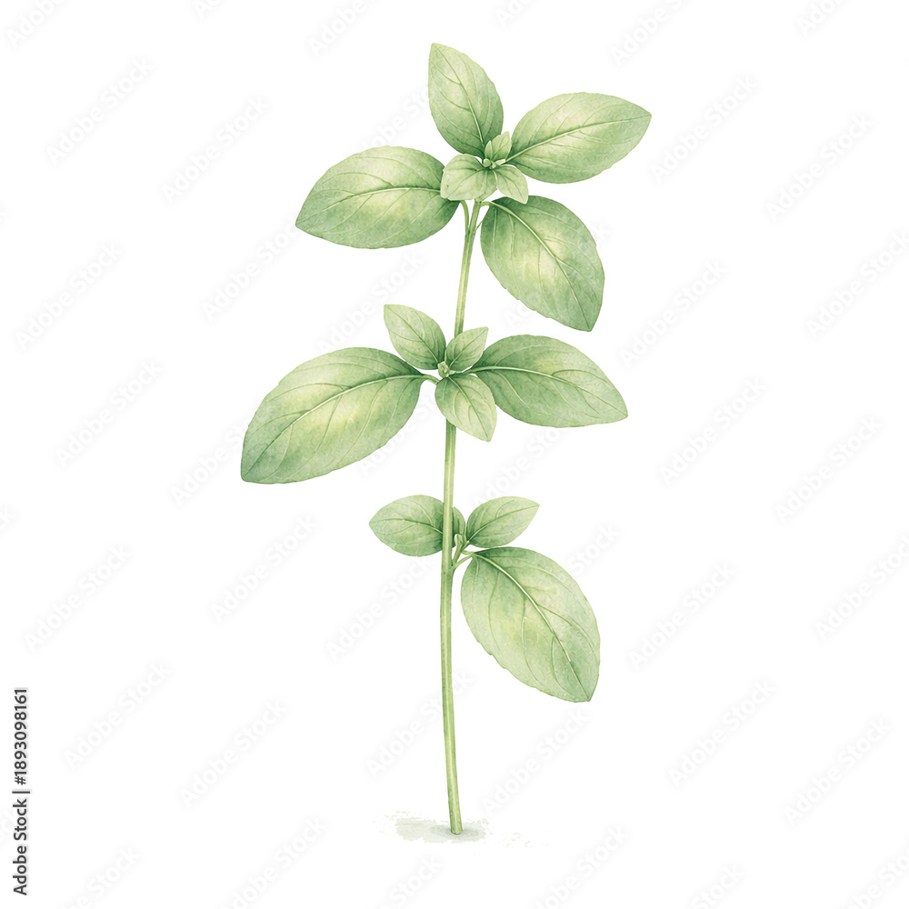Obraz premium Watercolor green herb sprig with oval leaves, botanical clipart isolated on white