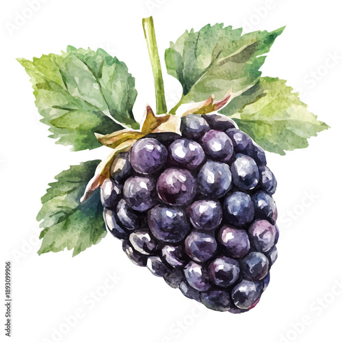 Blackberry, watercolor clipart showing delicate textures and whimsical forms, isolated on a white background.