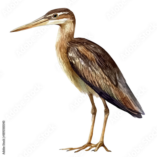 Bittern, watercolor illustration featuring soft shadows and luminous, isolated on a white background.