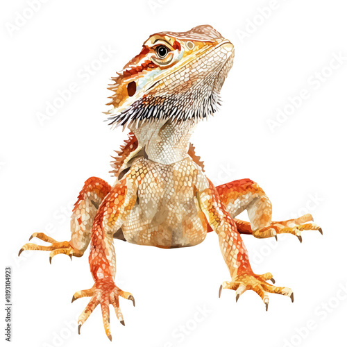 Bearded Dragon, watercolor vector depicting playful antics, isolated on a white background.