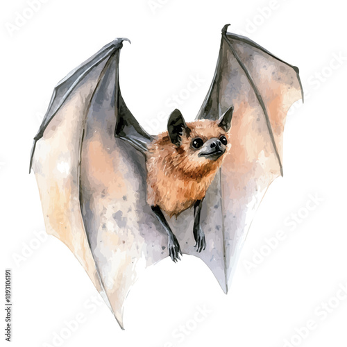 watercolor of Bat draw graphic, isolated on a white background.