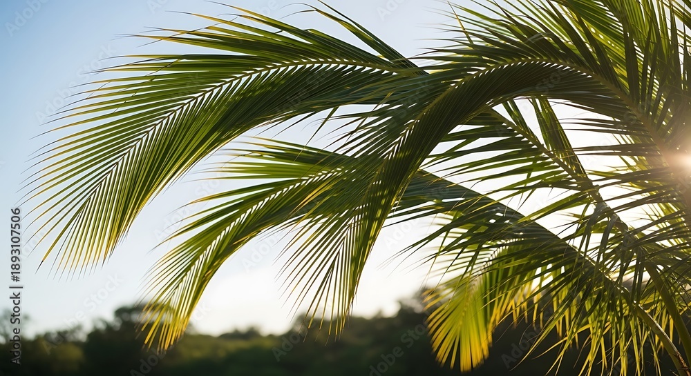 Fototapeta premium Close-up of lush green palm fronds against a bright, hazy sky with sun flare